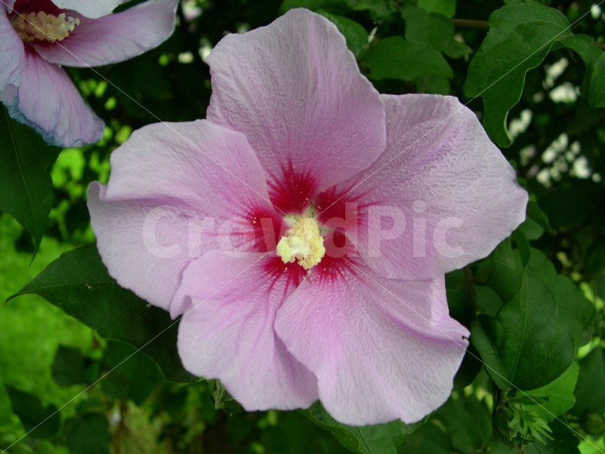 무궁화,국화,꽃,식물,무궁화꽃,flower,Mugunghwa,식물,자연,plants,nature,꽃,flower