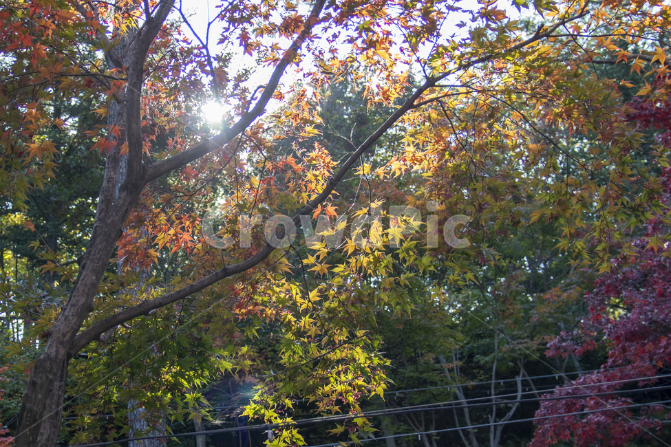 나무,숲,단풍,햇빛,햇살,가을,계절,fall,autumn,season,tree,plant,식물,maple