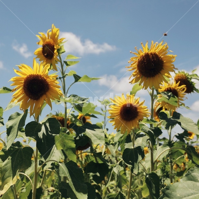 해바라기,필름사진,하늘,색감,꽃,식물,자연,plants,nature,꽃,flower
