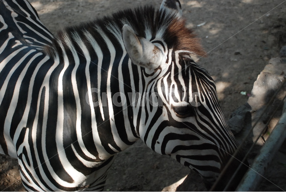 얼룩말,패턴,스트라이프,블랙,화이트,야생동물,동물원,햇살,zebra,animal,zoo,동물,animal,포유류,mammal