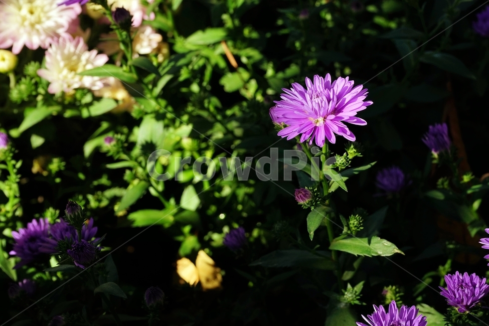 꽃,향기,계절,여름,녹색,빨강색,아름다움,자연,healing,nature,bloom,season,smell,식물,자연,plants,nature,꽃,flower
