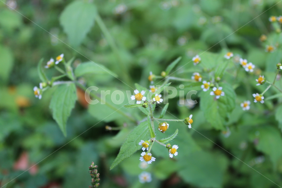 꽃,야생화,식물,작은꽃,flower,식물,자연,plants,nature