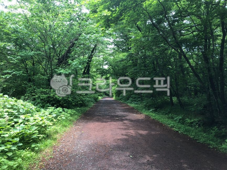 in the woods,forest,I want to buy it,bush,jeju island,vegetation,Pebble,Phytoncide,cedar,sight,forest road,Saryeoni Forest,dirt road,green,tree,forest bathing,asphalt,leaf,Saryeoni Forest Trail,road name,ground