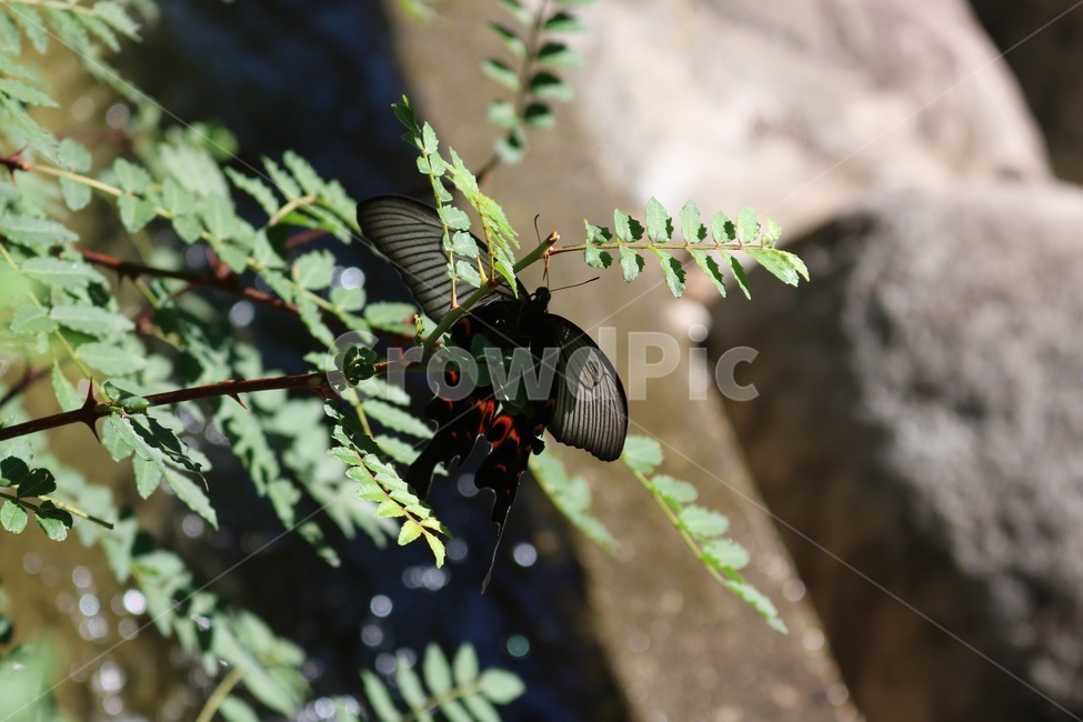 여름,자연,나비,계곡,물,곤충,식물,초록,햇빛,바위,summer,natsu,nature,butterfly,chou,valley,keikoku,water,mizu,insect,konchuu,plants,shokubutsu,green,midori,검정,black,kuro,식물,자연,plants,nature,동물,animal,곤충,벌레,insect,bug