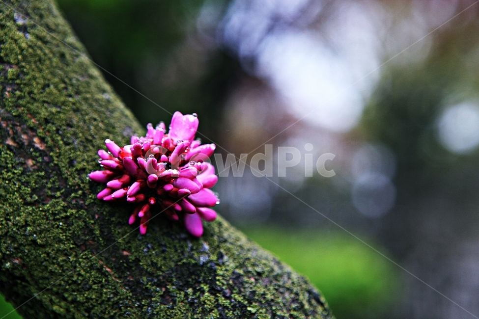 박태기나무,꽃,봄꽃,자연,배경,식물,자연,plants,nature,꽃,flower
