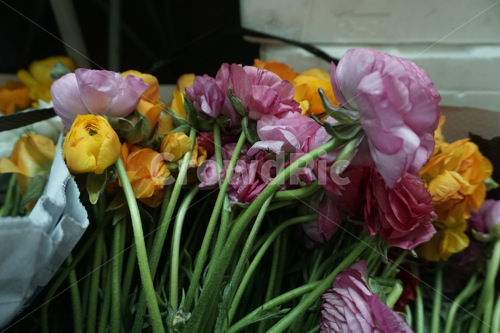 장미,꽃,flower,식물,봄,꽃,flower