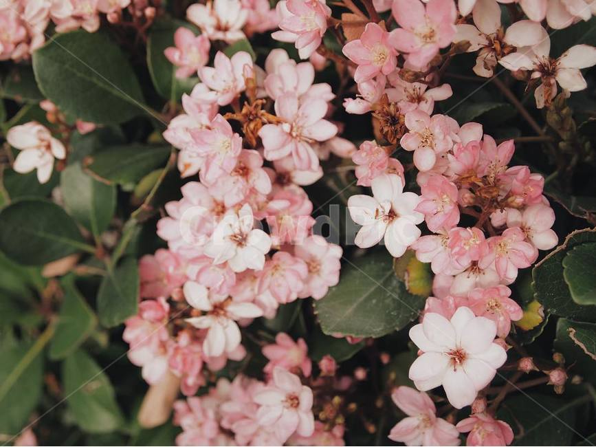 꽃,감성,자연,아름다운,풀,식물,자연,plants,nature,꽃,flower