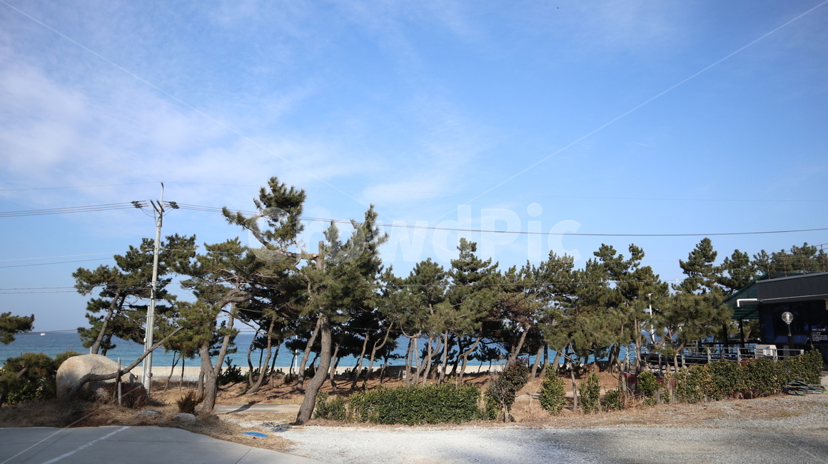 바닷가,소나무,울진바다,바다,나무