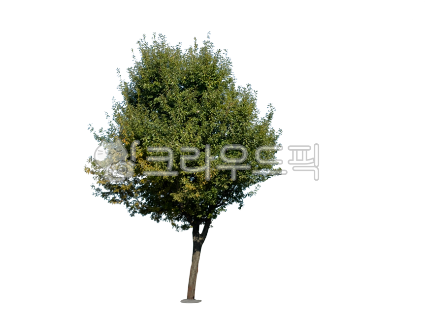yard,screen,branch,street tree,tree trunk,leaves,separation,Tree,wood,png,tree,isolation,streettree,transparent background,background,outside,plant,forest,tree branch,botany,desktop,twig,treetrunk,treebranch,green area,park,green,wallpaper,nature,transpar
