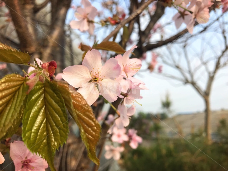 벚꽃,꽃,봄,분홍색,핑크색,flower,나무,자연,식물,식물,자연,plants,nature,꽃,flower