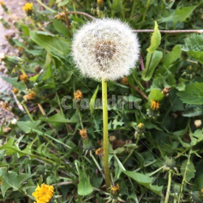 봄,꽃,민들레,flower,dandelion