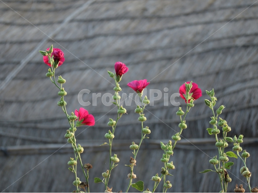 접시꽃,지붕,즣기,분홍색,여름,식물,자연,plants,nature,꽃,flower