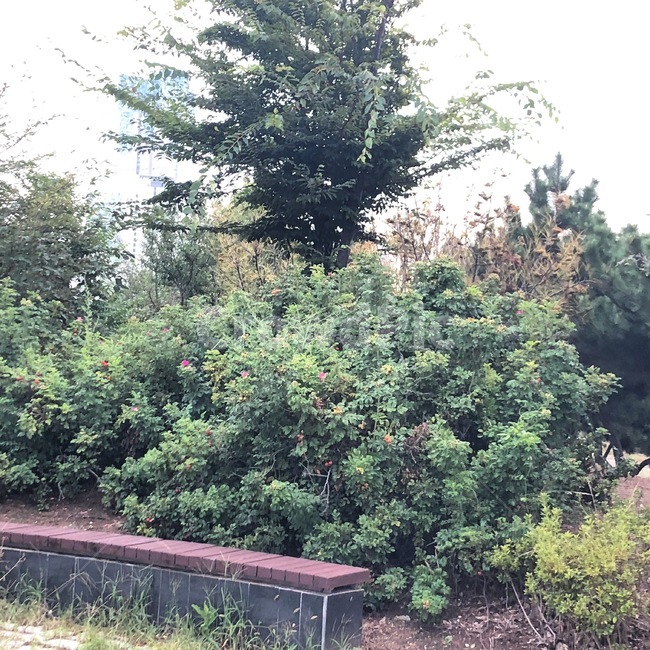 자연,nature,초록,나무,풀,자연환경,자연풍경,풍경,꽃,자연,풍경,nature,landscape,tree,plant,식물