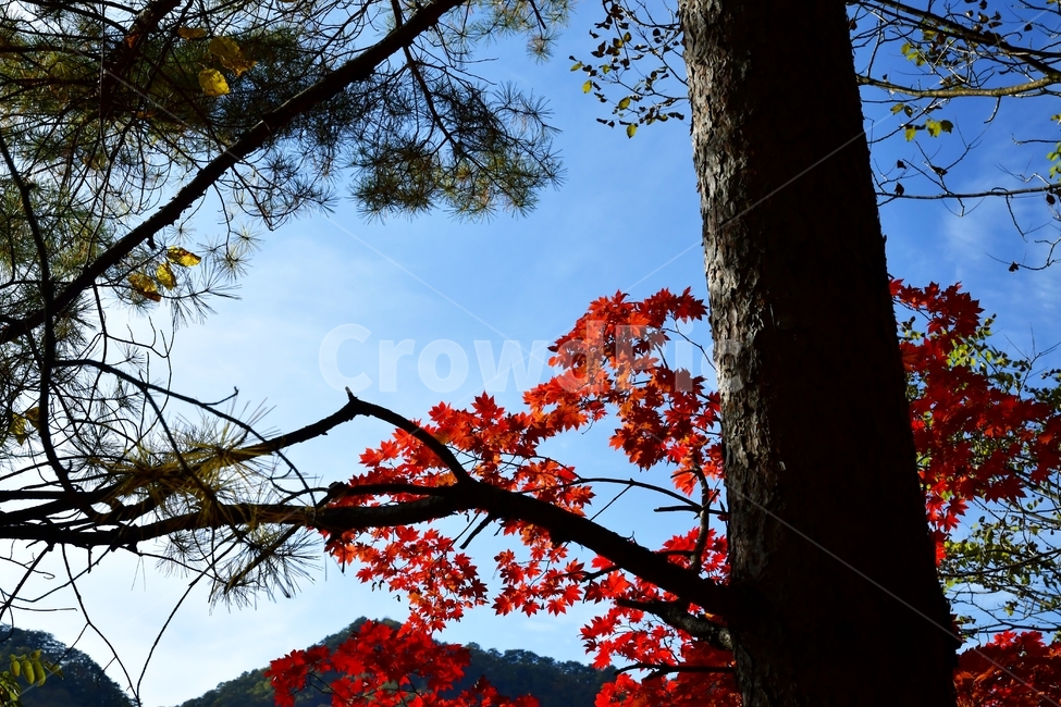 가을,단풍,향내,하늘,산,숲,plant,leaf,잎,tree,나무,식물,가을,계절,fall,autumn,season