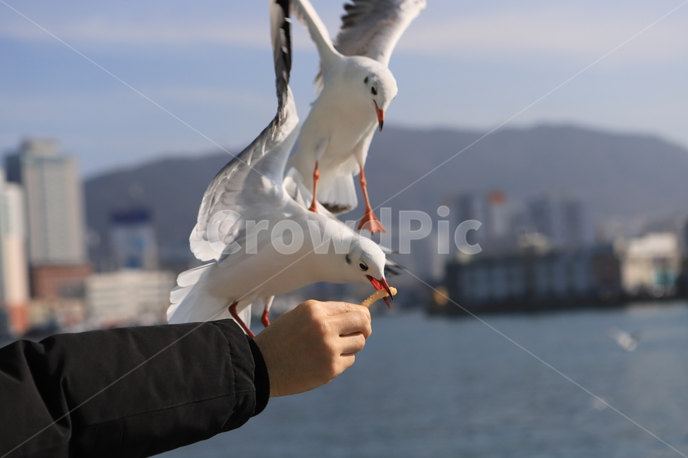 부산항,갈매기,동물,바닷가,새