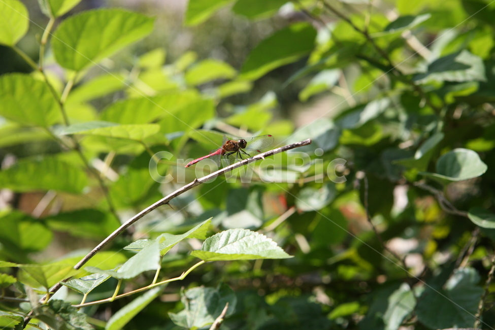잠자리,가을,맑은날씨,잎사귀,잎,초록빛깔,곤충,벌레,insect,bug