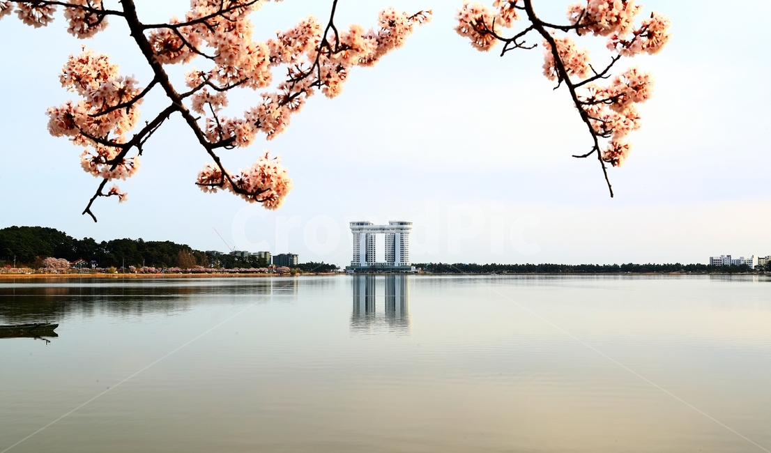 경포대,경포호,혹수,꽃,벚꽃,물,아리바우길,봄,계절,spring,season,plant,식물