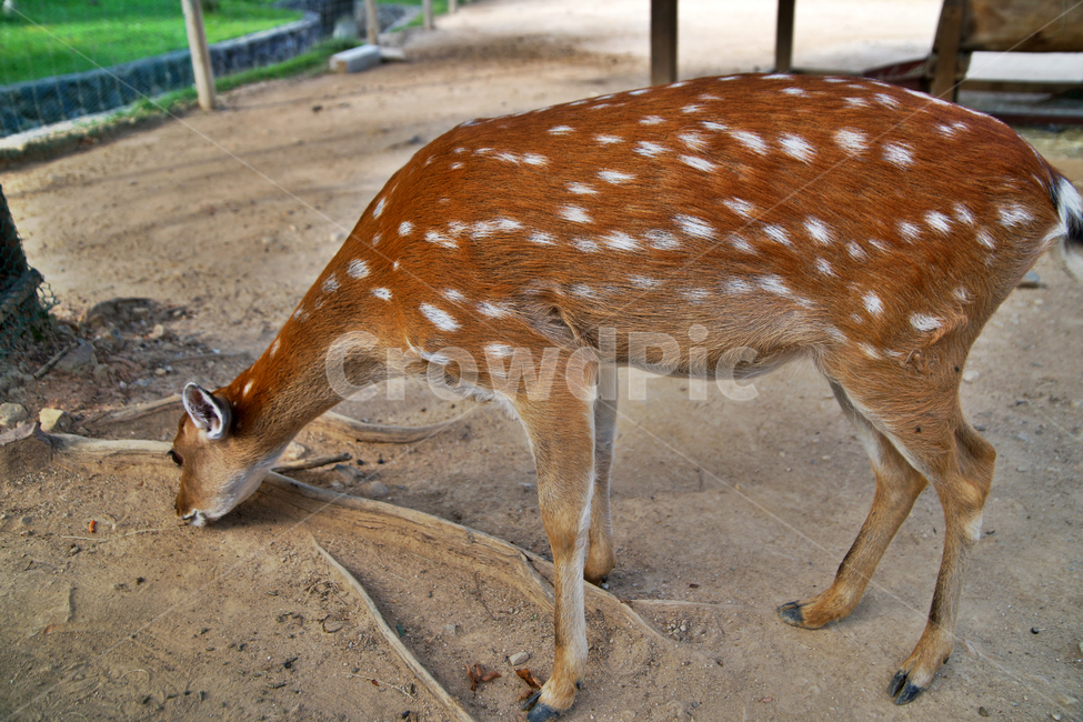 꽃사슴,사슴,동물,반점,월미공원,대륙사슴,매화사슴,포유동물,동물,animal,포유류,mammal