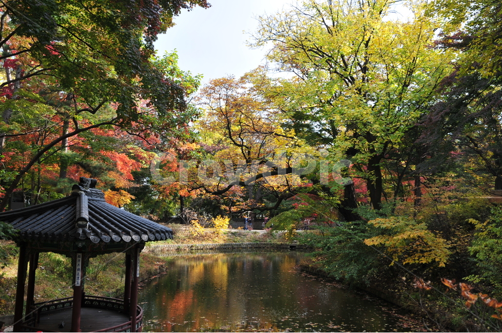 창덕궁,후원,고궁,관람지,관람정,단풍,가을,자연,풍경,nature,landscape,한국자연풍경,한국자연경관,korea nature landscape,한국전통,한국문화,korean traditional,korean culture,tree,나무,plant,식물,maple