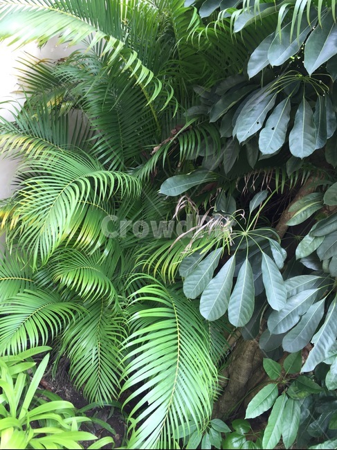 야자수,여름,nature,tree,wood,초목,plant,식물,자연,outdoors,나무,밀림,식물,자연,plants,nature