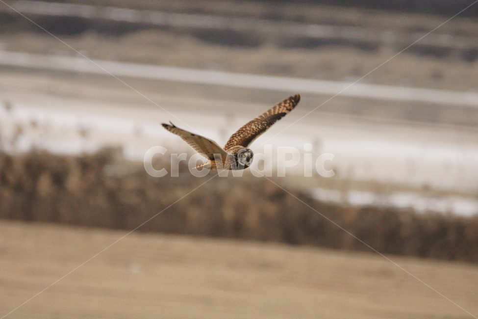 쇠부엉이,맹금류,조류,철새,새,동물,animal,조류,새,birds