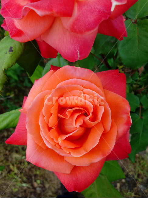 장미,장미꽃,플라워,식물,flower,로즈