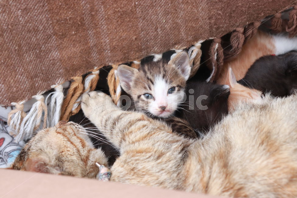 고양이,아기고양이,새끼고양이,고양이장난,동물,동물,animal,포유류,mammal,고양이,cat,kitten,kitty