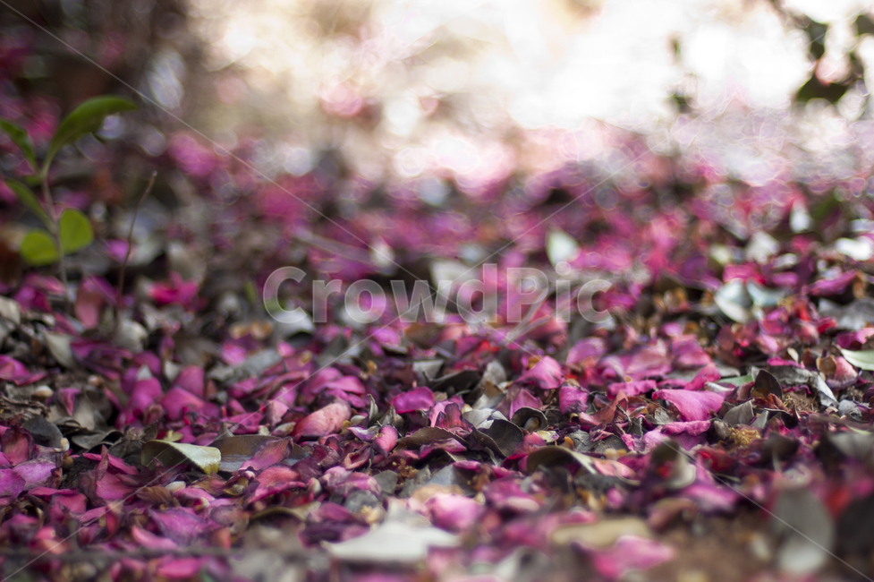 plant,flower,식물,petal,꽃잎,blossom,꽃