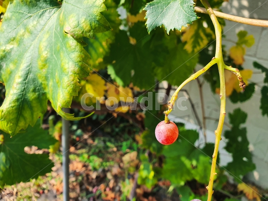 식물,가을,포도,포도알,포도송이,과일,열매,fruit