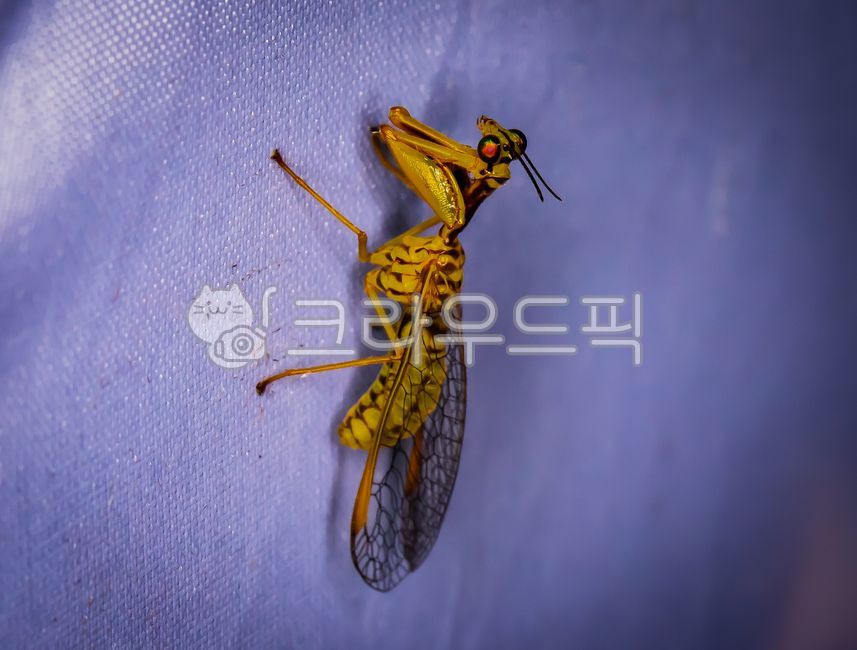 eumantispa,With wart,harmandi,lacewing,insect,animal,invertebrate,Warty family,invertebrates