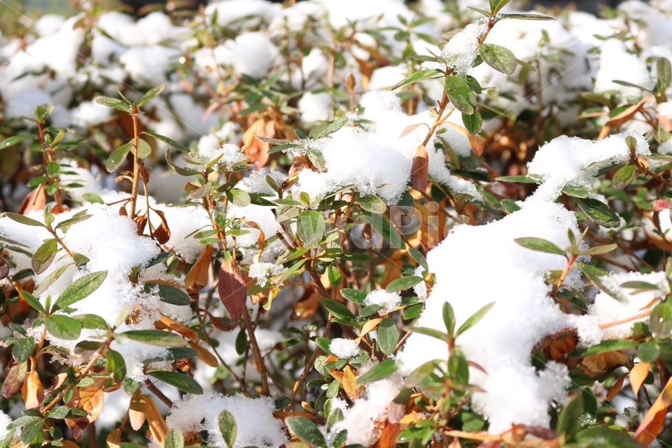 눈,자연,흰색,나뭇잎,단풍,갈색,snow,yuki,nature,white,shiro,leaf,maple,kouyou,brown,chairo,겨울,winter,huyu,초록,green,midori,빛,light,hikari,햇빛,sunshine,hizashi