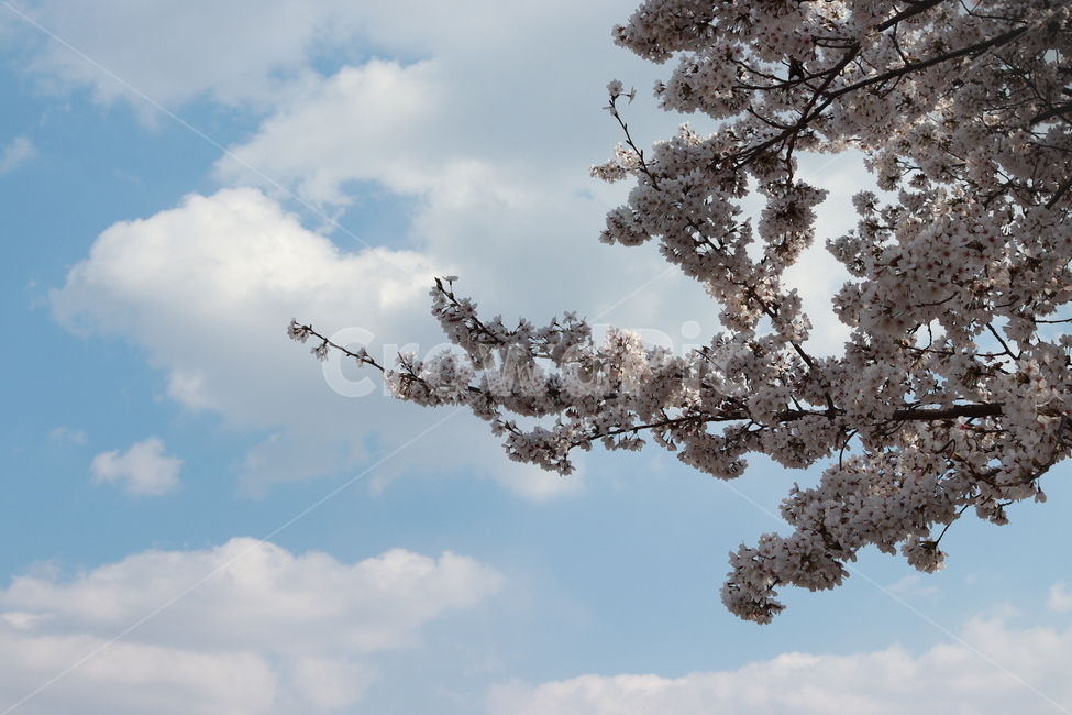하늘,구름,벚꽃,sky,나무,봄,계절,spring,season,plant,식물