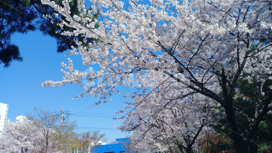 풍경,하늘,꽃,벚꽃,나무,tree,flower,sky,background,봄,맑은하늘,spring,aclearday