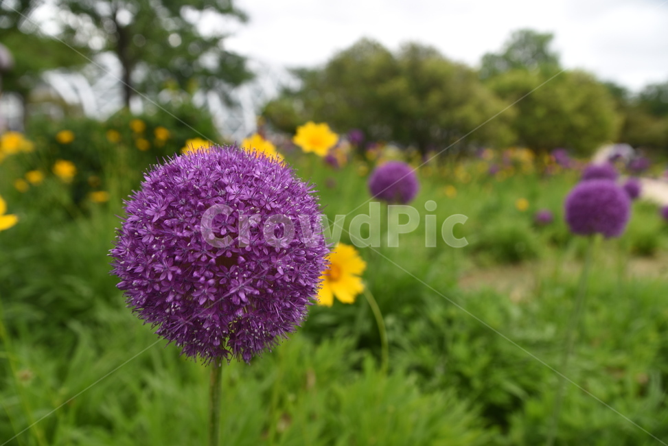 flower,꽃,plant,blossom,식물,식물,자연,plants,nature,꽃,flower
