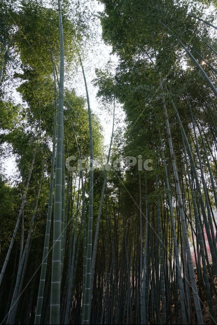 대나무,대나무숲,광양,자연,풍경,산책,식물,자연,plants,nature,나무,trees,wood