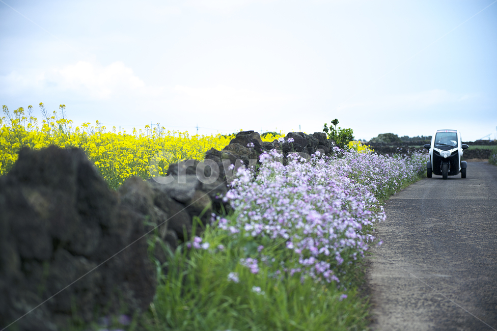 꽃길,유채꽃,현무암,이륜차,삼륜차,꽃,제주도,jeju,jeju island,plant,식물