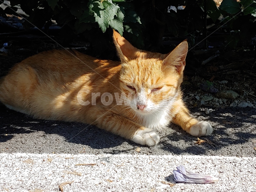 고양이,동물,cat,pet,cute,동물,animal,포유류,mammal,고양이,cat,kitten,kitty