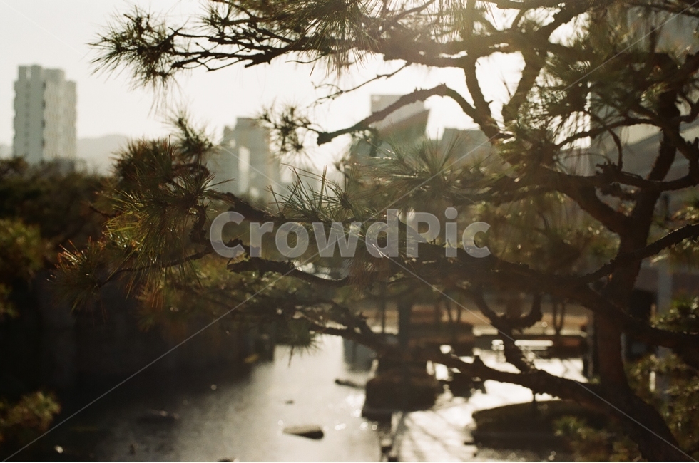 역광,하늘,소나무,솔방울,나무,식물,도시풍경,자연풍경,감성,감정,landscape,feeling,emotion,식물,자연,plants,nature,나무,trees,wood,감성,sensible,feeling,휴식,힐링,rest,relaxation,healing
