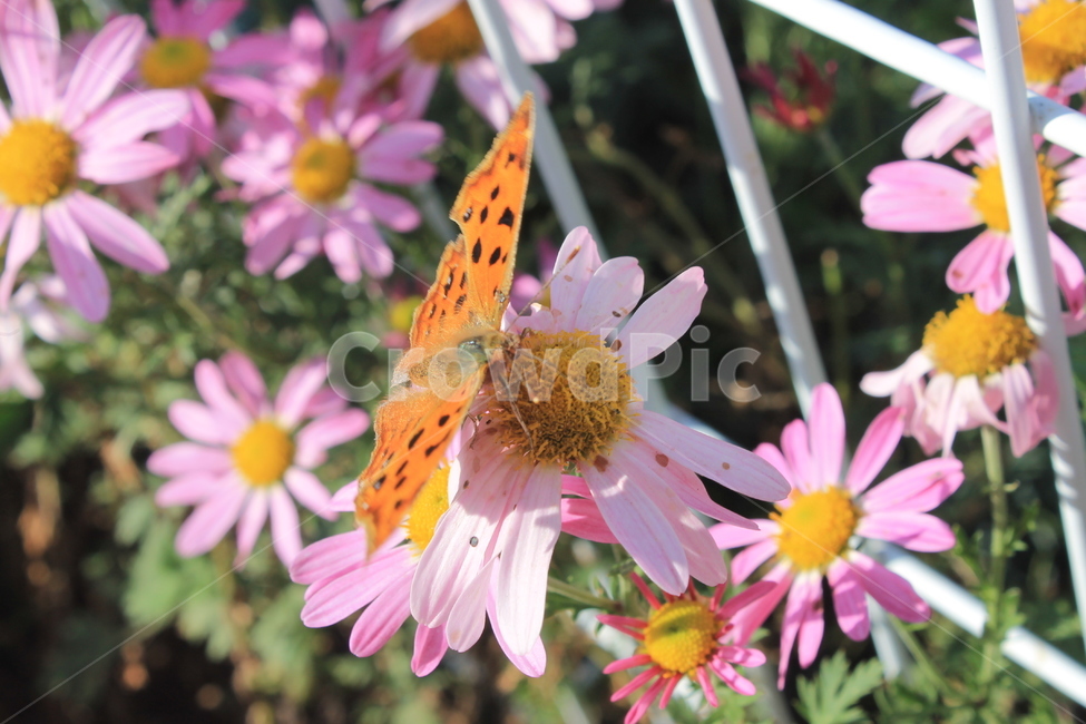 margueritedaisy,daisy,marguerite,가을,꽃,autumn,fall,flower,flowers,plant,식물,데이지,마가렛,나비,butterfly,monarchbutterfly,blossom,pollen,식물,자연,plants,nature,꽃,flower,곤충,벌레,insect,bug