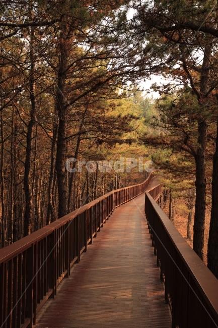 순천만습지,다리,산,자연풍경,풍경사진,가을,계절,fall,autumn,season,자연,풍경,nature,landscape,한국자연풍경,한국자연경관,korea nature landscape,boardwalk,산책로,bridge,building,건물,path,통로