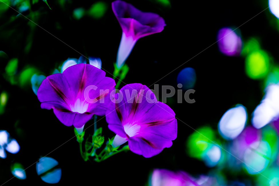 나팔꽃,문양,무늬,보라,꽃잎,식물,자연,plants,nature,꽃,flower