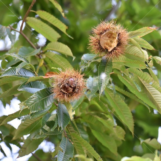 밤,알밤,나무,밤나무,가을,밤송이,가을,계절,fall,autumn,season,식물,자연,plants,nature,plant