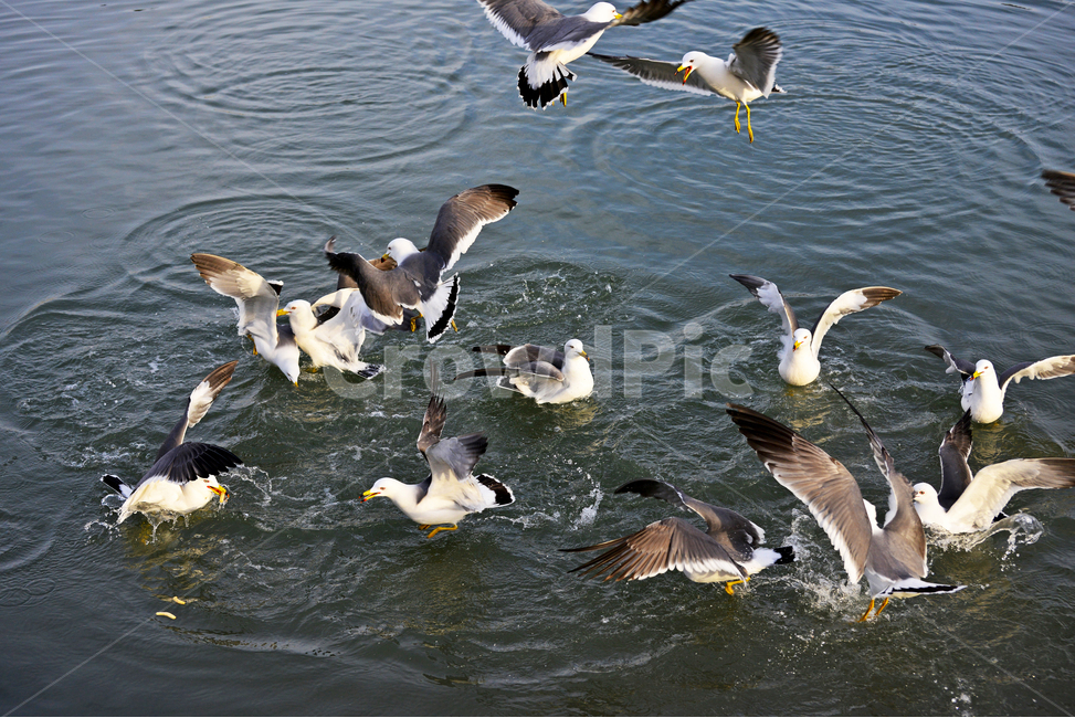 water,물,animal,동물,bird,새,flying,나는,비들기,바다,비상,새우깡,조류,자연,생태,동물,animal,조류,새,birds