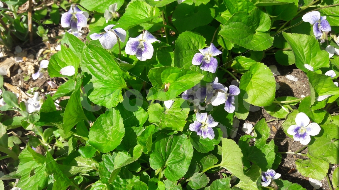 제비꽃,꽃잎,초록,봄,어울림,식물,자연,plants,nature,꽃,flower