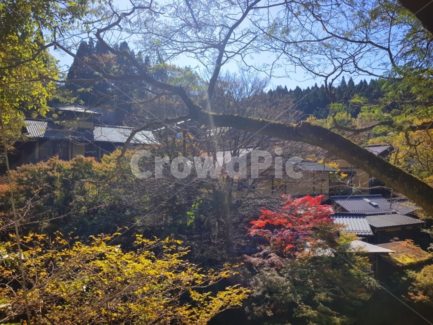 일본,아소,쿠마모토,구마모토,쿠로카와,쿠로가와,구로가와,구로카와,온천,쿠로카와온천,마을,온천마을,시골,한적,고즈넉,조용,산,자연,하늘,가을,단풍,일본가옥,식물,나무,japan,aso,kumamoto,kurokawa,kurogawa,onshen,onsen,hotspring,plant,tree,nature,outdoors,rural,autumn,autumncolors,maple,mountain,quiet,clam,sky,bluesky,house,japanhouse