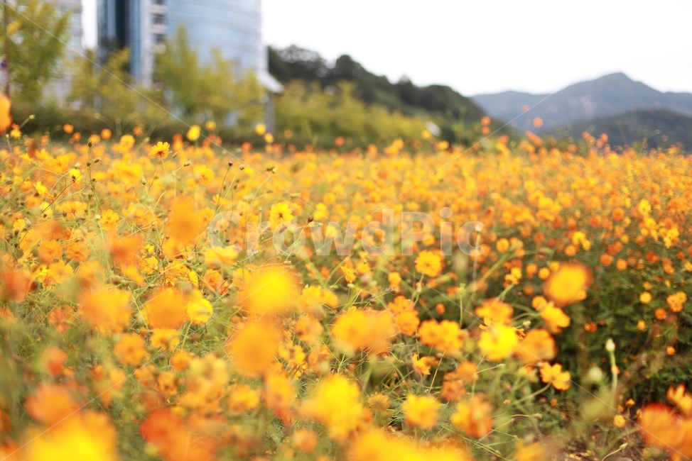 코스모스,꽃,플라워,노란색,주황색,가을,계절,fall,autumn,season,식물,자연,plants,nature,꽃,flower,field,들,grassland,목초지,outdoors,옥외