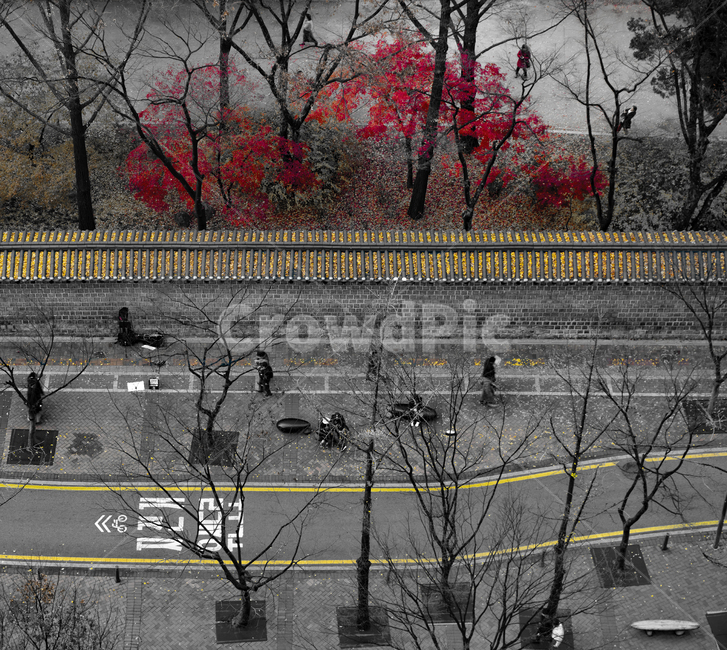 덕수궁,서울,가을,단풍,덕수궁돌담길,분위기,감성,고화질,가을,계절,fall,autumn,season,사람들,대중,군중,other people,crowd,흑백,모노톤,monochrome,black and white,asphalt,아스팔트,road,도로