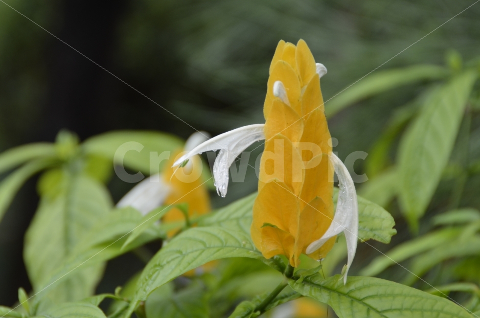 노랑,꿈,꽃망울,꽃잎,초록,식물,자연,plants,nature,꽃,flower