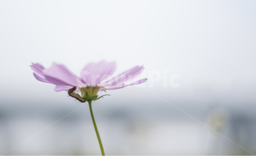코스모스,가을,꽃,flower,autumn,cosmos,가을,계절,fall,autumn,season,식물,자연,plants,nature,꽃,flower,plant