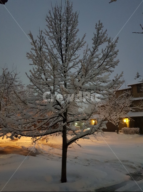 겨울,풍경,눈,tree,마을,겨울,계절,winter,season